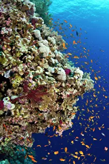 Anthias: Scalefin Anthias
