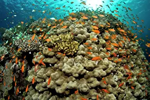 Anthias: Scalefin Anthias