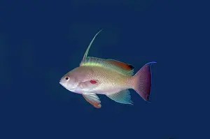 Anthias: Scalefin Anthias