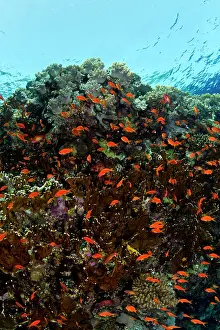 Anthias: Scalefin Anthias - at coral reef