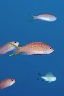 Anthias: Scalefin Anthias - female with school