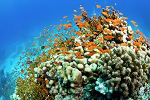 Anthias: Scalefin Anthias - on hard coral reef