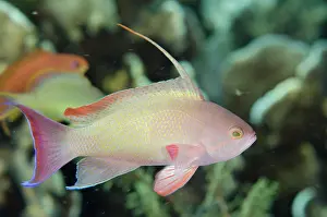 Anthias: Scalefin Anthias male with fin extended
