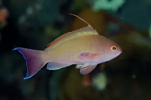 Anthias: Scalefin Anthias male with fin extended