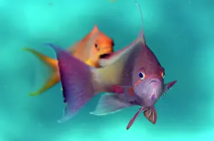 Anthias: Scalefin Anthias pair