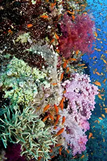 Anthias: Scalefin Anthias - at soft coral reef