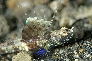 Shrimpgoby: Scaleless Shrimpgoby with fin erect on black sand