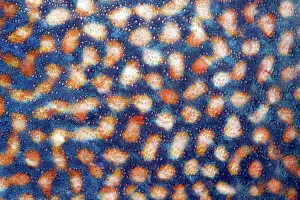 Trunkfish: Scales, detail, blue (Pseudobalistes fuscus) stripe