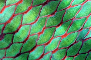 Scaridae: Scales of Parrotfish (Scaridae), green, red, Red