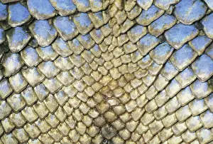 Covering: Scales of the Philippine Sailfin Lizard