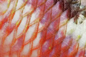 Komodo: Scales, red mullet (Parupeneus macronema), detail