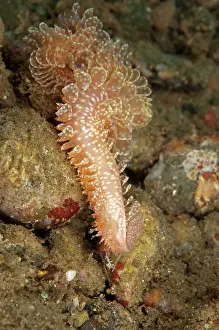 Ambon: Scaleworm