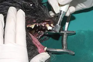 Glove: Scaling and polishing teeth of a dog France