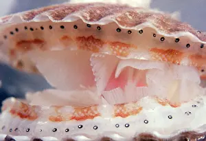 Scallops: Scallop