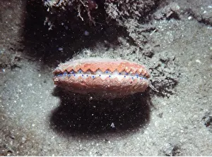 Molluscs: SCALLOP - With blue eyes