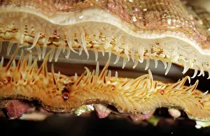 Pecten: SCALLOP - Eyes and tentacles at edge of mantle