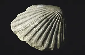 Pecten: Scallop Fossil