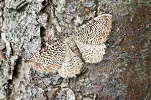 Undulata: Scallop Shell
