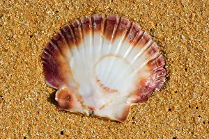 Pecten: Scallop - empty shell of a scallop washed ashore