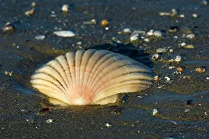Pecten: Scallop - empty shell of a scallop washed ashore