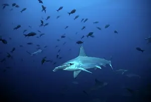 Sphyrna: Scalloped Hammerhead - one of many living in deep