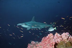 Sphyrna: Scalloped Hammerhead - Lone Hammerhead passing