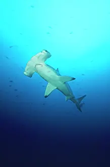 Douglas David Seifert: Scalloped Hammerhead SHARK