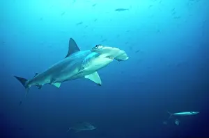 Douglas David Seifert: Scalloped Hammerhead SHARK