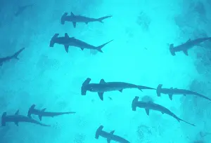 Sphyrna: Scalloped Hammerhead Shark
