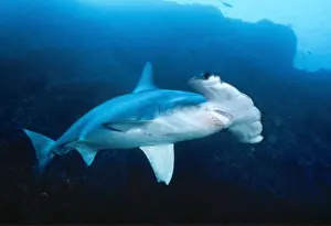 Scalloped: Scalloped HAMMERHEAD SHARK