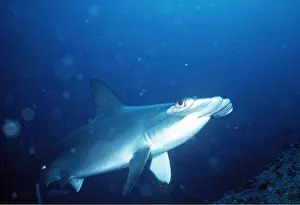 Scalloped Hammerhead Shark
