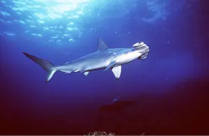 Sharks: SCALLOPED HAMMERHEAD SHARK