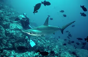 Sphyrna: Scalloped Hammerhead Shark - Cameraman films Hammerhead