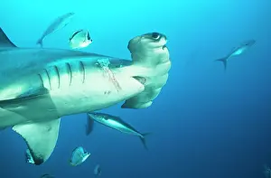 Douglas David Seifert: Scalloped Hammerhead SHARK - close-up of head to