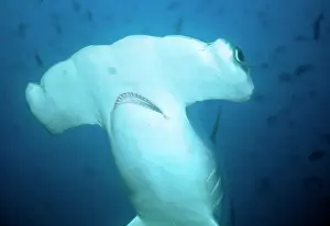 Douglas David Seifert: Scalloped Hammerhead SHARK - close-up of head
