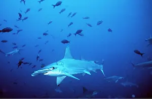 Scalloped: Scalloped Hammerhead Shark - Amongst other fish