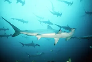 Douglas David Seifert: Scalloped Hammerhead SHARK - full-length, in group / school