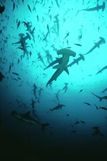 Douglas David Seifert: Scalloped Hammerhead SHARK - group / school