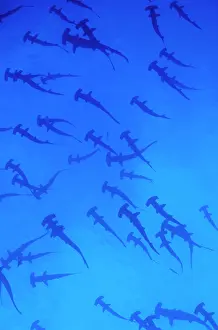 Douglas David Seifert: Scalloped Hammerhead SHARK - group / school