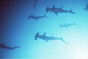 Scalloped: Scalloped HAMMERHEAD SHARK - school