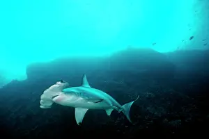 Sphyrna: Scalloped Hammerhead Shark - This species found