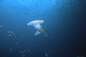 Sphyrna: Scalloped Hammerhead Shark - This species found