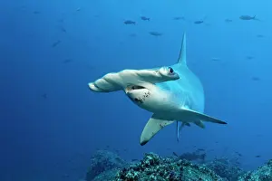 Dwellers: Scalloped Hammerhead Shark (Sphyrna lewini) swimming