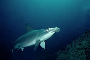 Ventures: Scalloped Hammerhead - Shark ventures close to