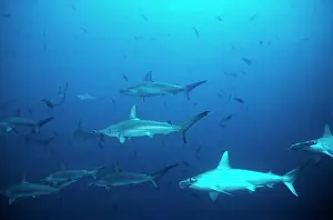 Sphyrna: Scalloped Hammerhead Sharks - An amazing sight