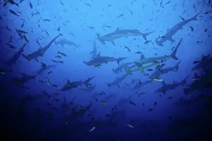 Sphyrna: Scalloped Hammerhead Sharks - Endangered IUCN Darwin island