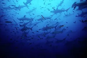 Sphyrna: Scalloped Hammerhead Sharks - Endangered IUCN Darwin island