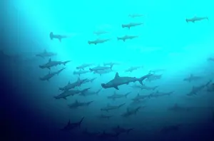 Agressive: Scalloped Hammerhead Sharks - Looking up to see