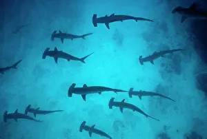 Sphyrna: Scalloped Hammerhead Sharks - These sharks congregate