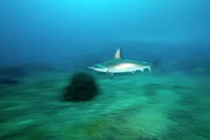 Sharks: Scalloped hammerhead sharks, Sphyrna lewini, Endangered, IUC